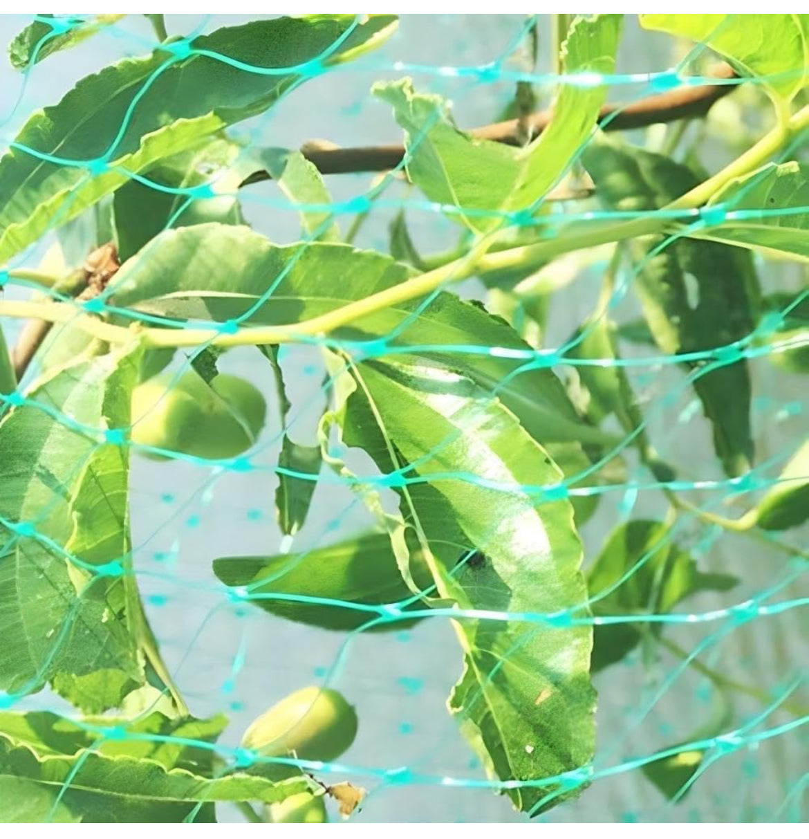 Red de aves ADAGILE-AvianGuard para jardín (13x20 pies) - ¡El apoyo a las plantas protege los árboles frutales, las verduras y las plantas con una red de jardín de alta resistencia que protege contra aves, ciervos, ardillas y más!