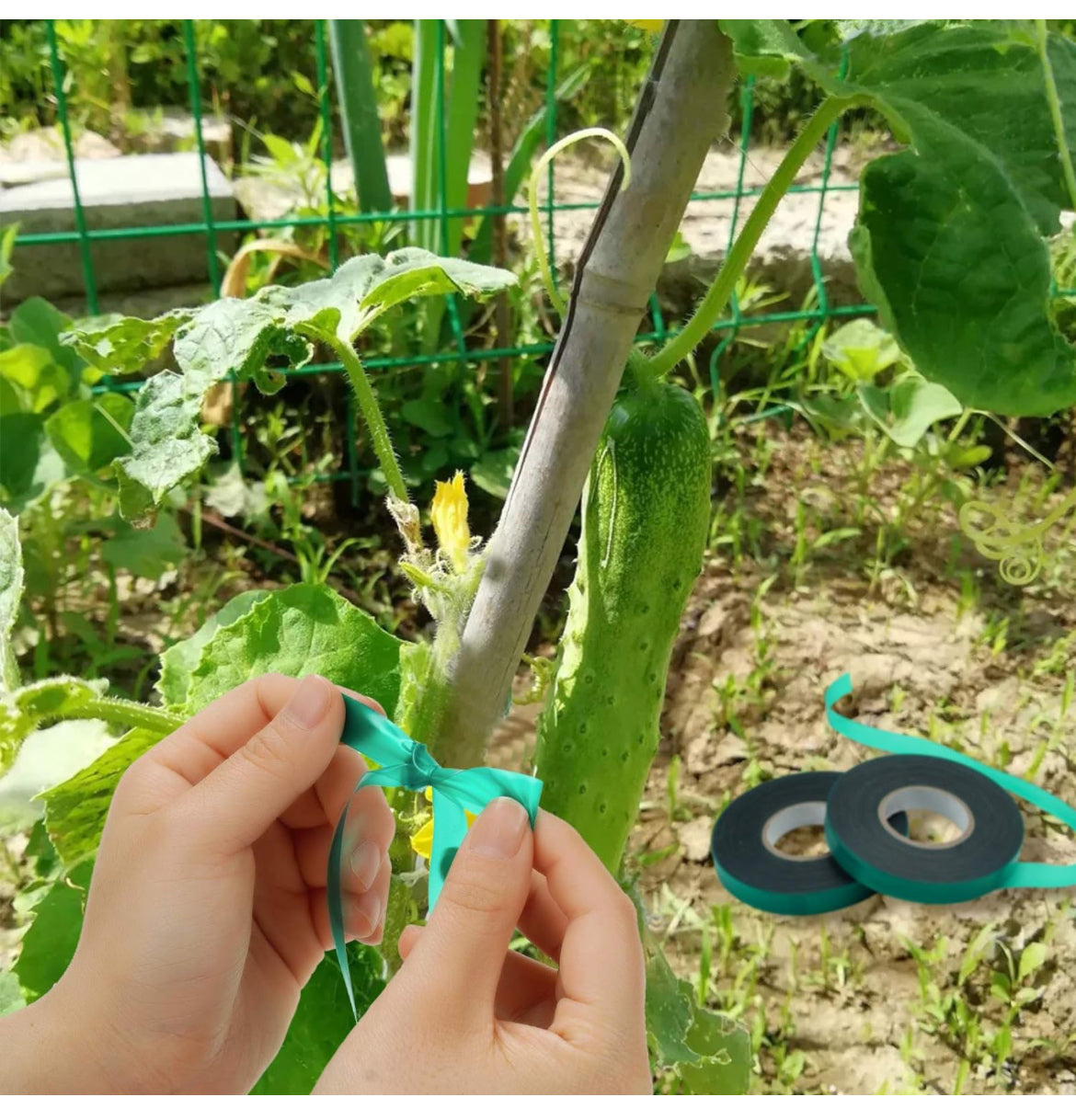 Cinta elástica de PVC para jardín, cinta de amarre reutilizable, cinta de vinilo para plantas de interior y exterior, 2 rollos de 147 pies