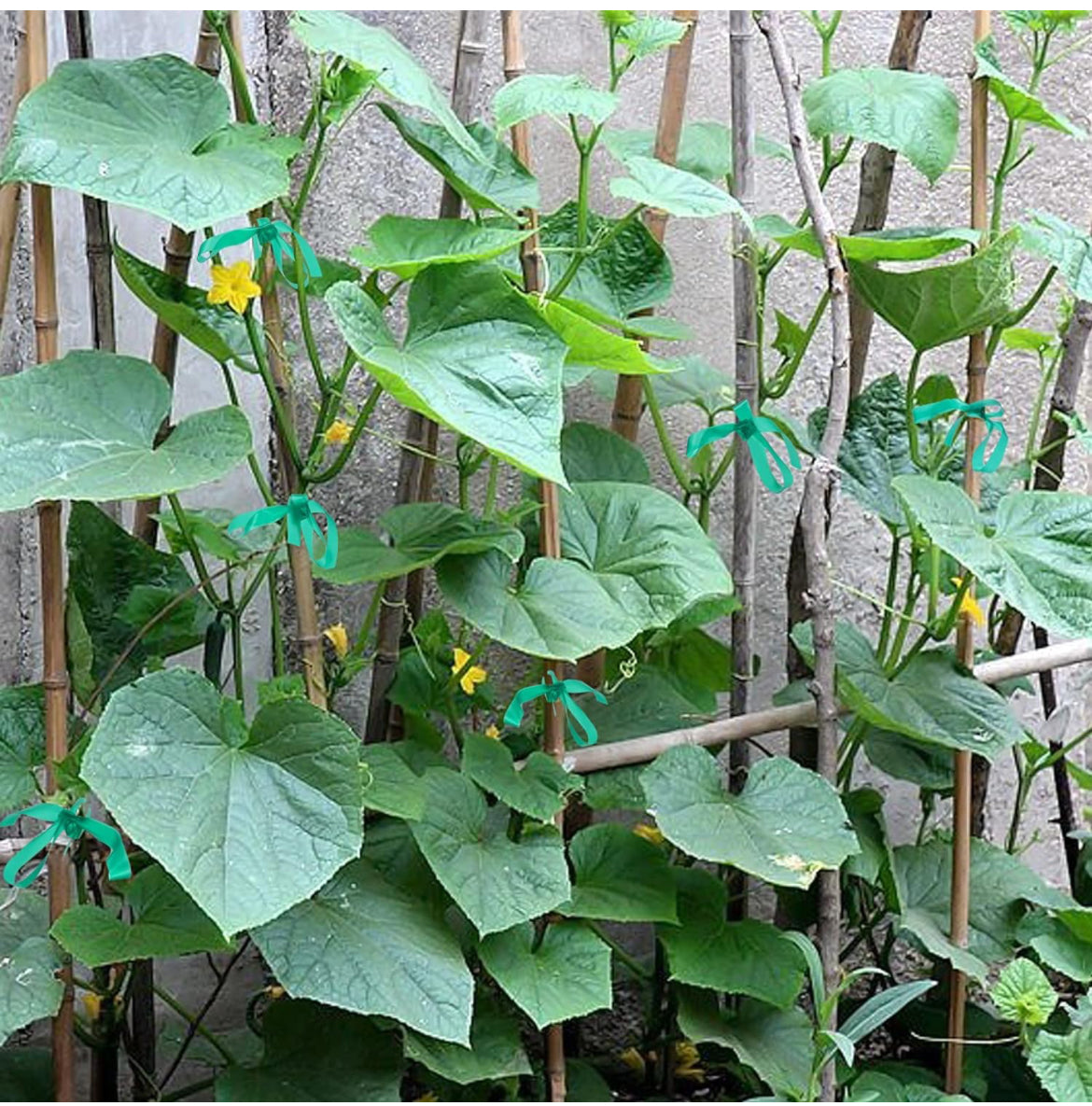 Cinta elástica de PVC para jardín, cinta de amarre reutilizable, cinta de vinilo para plantas de interior y exterior, 2 rollos de 147 pies