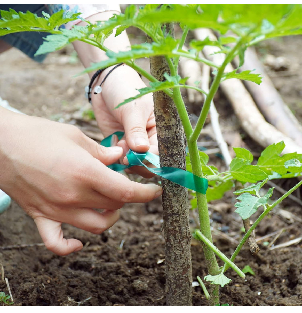 Cinta elástica de PVC para jardín, cinta de amarre reutilizable, cinta de vinilo para plantas de interior y exterior, 2 rollos de 147 pies