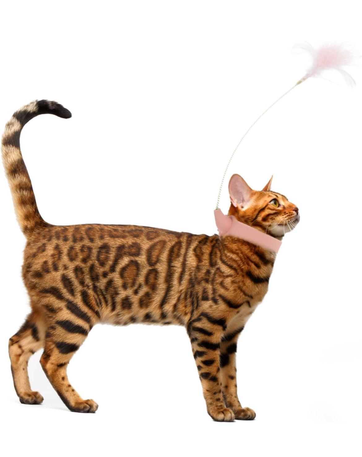 NOLITOY 3 piezas .Teaser Ejercicio de gato Juguete de palo, Bailarín de gato Varilla de entrenamiento de gato Collar de mascota Princesa Pecera Decoraciones Juguetes de masticar Juguete Varita de gato Deportes Cuerda ,rosa artificial