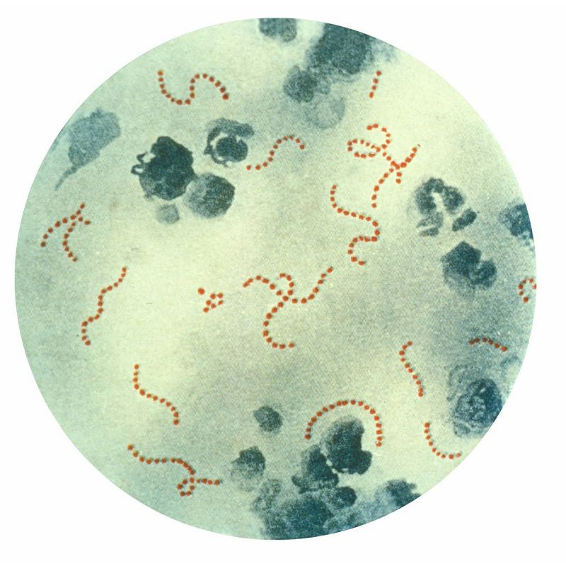 Kit de microscopio Smithsonian 150X, 450X, 900X
