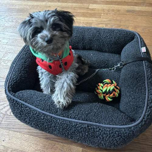 Modern Cuddler Rectangle Dog Bed - Botas y Barkley™ pequeña