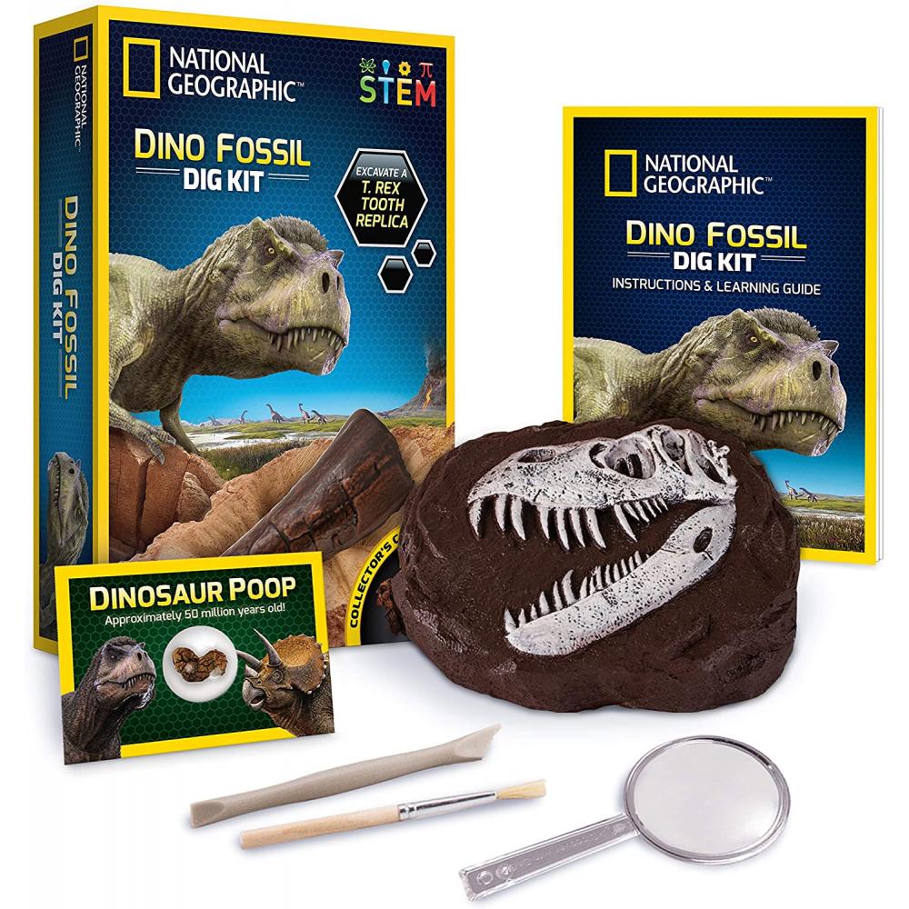 Dino Fossil