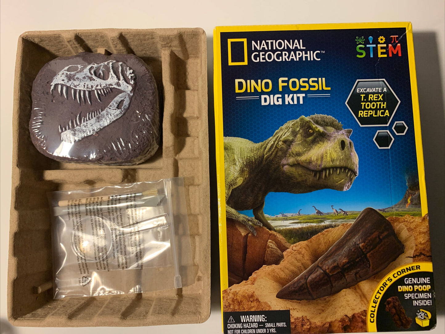 Dino Fossil